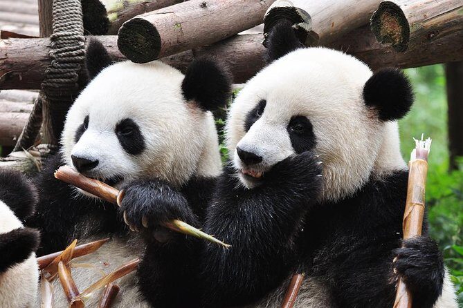 Chengdu Private Sightseeing Tour with Panda Breeding Center Visit - Wenshu Temple: temple art, a calm break, and lunch that fits