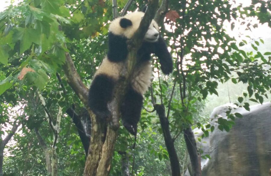 Chengdu Private Tour of Leshan Buddha and Panda Base - Key Highlights Worth Your Attention