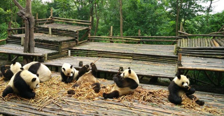 Chengdu Private Tour of Leshan Buddha and Panda Base - The Road to Leshan and How Lunch Fits In