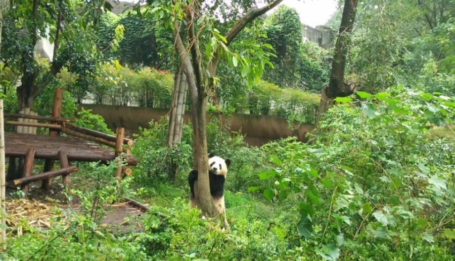 Chengdu Private Tour of Leshan Buddha and Panda Base - Tickets, Lunch, and the Real Meaning of Price