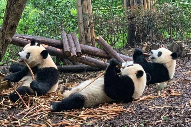 Chengdu Research Base of Giant Panda Breeding Ticket pre-booking - Key Highlights to Know Before You Go