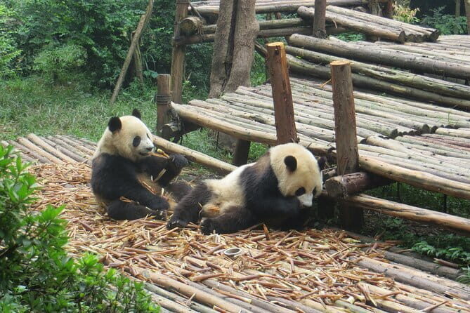 Chengdu Research Base of Giant Panda Breeding Ticket pre-booking - Chengdu Panda Base: what the $20 ticket actually buys