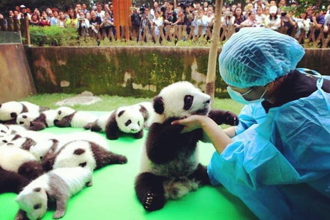 Chengdu Research Base of Giant Panda Breeding Ticket pre-booking - Who this is best for (and who might want something else)