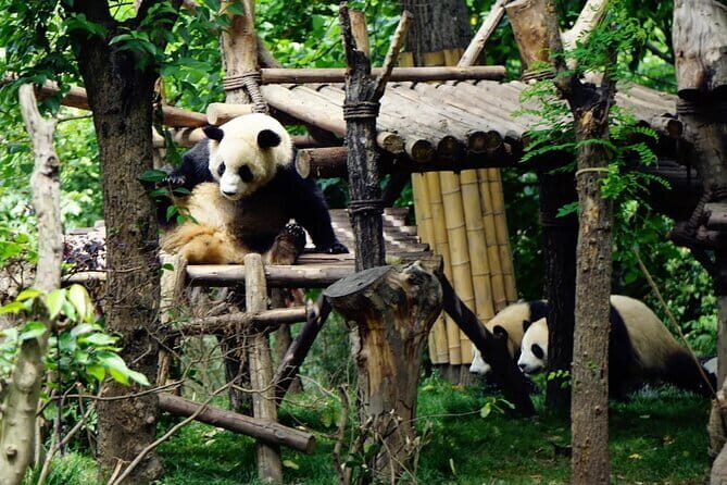 Chengdu Research Base of Giant Panda Breeding Ticket pre-booking - Why morning visits are repeatedly recommended