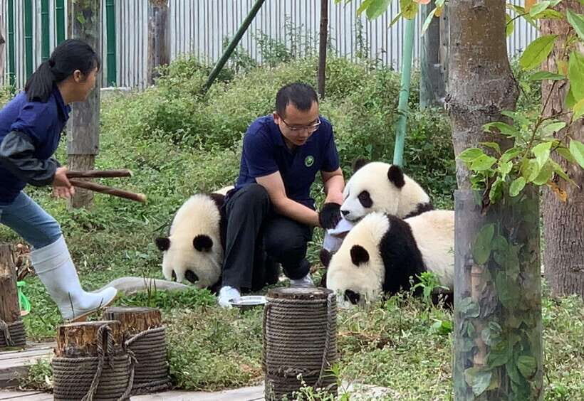 Chengdu: Volunteer Day Experience at Dujiangyan Panda base - Dujiangyan Volunteer Work: Why This Feels More Real Than a Regular Panda Visit
