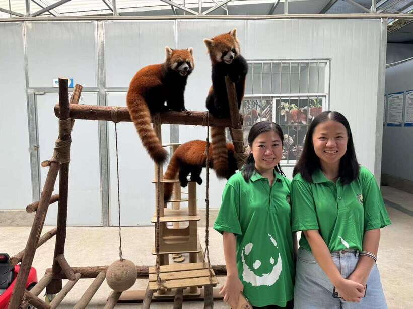 Chengdu: Volunteer Day Experience at Dujiangyan Panda base - Panda Documentary: Why the Protection Message Comes After You’ve Worked