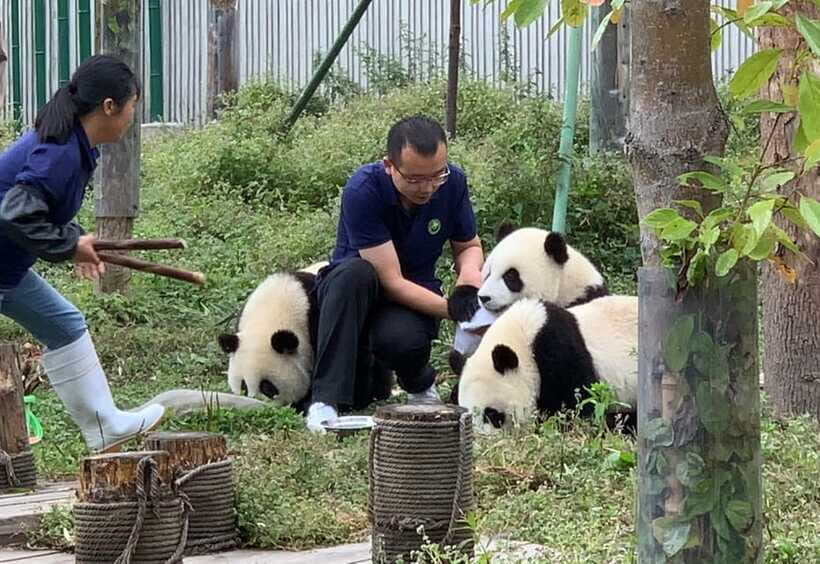 Chengdu: Volunteer Day Experience at Dujiangyan Panda base - Your Volunteer Certificate: The Proof of a Real Panda Day