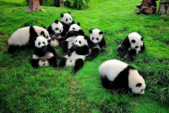 Day tour Chengdu Panda Base Leshan Giant Buddha with local Lunch - Price and what’s actually included