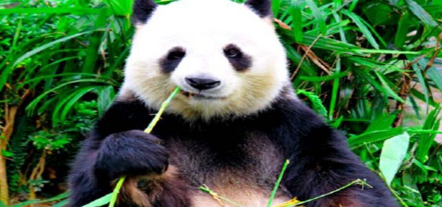 Dujiangyan panda base and irrigation system park day tour - Key highlights you’ll care about