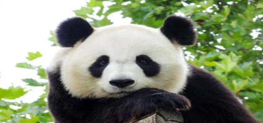 Dujiangyan panda base and irrigation system park day tour - Should you book this Dujiangyan panda base and irrigation system day tour?