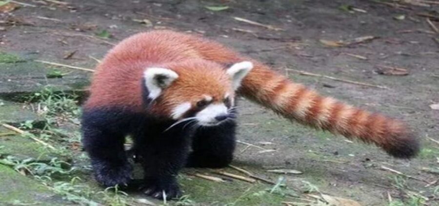 Dujiangyan panda base and irrigation system park day tour - Who this tour suits best