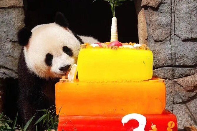 Dujiangyan Panda Base and Mount Qingcheng - Four gardens, 40 shelters: how the panda base experience feels