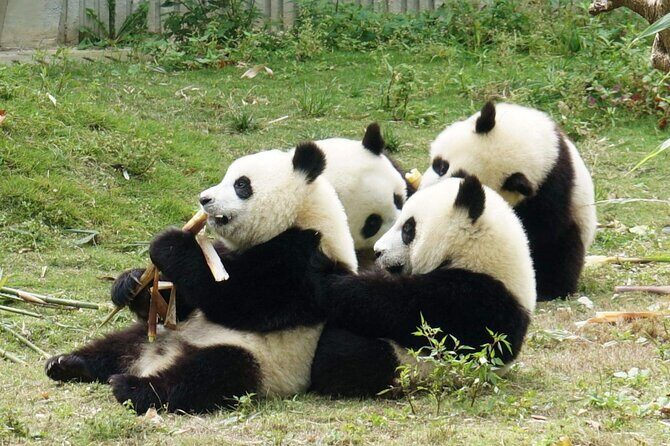 Dujiangyan/Wolong Panda Sanctuary day tour option panda keeper - Why Dujiangyan + Wolong Works Better Than One Stop