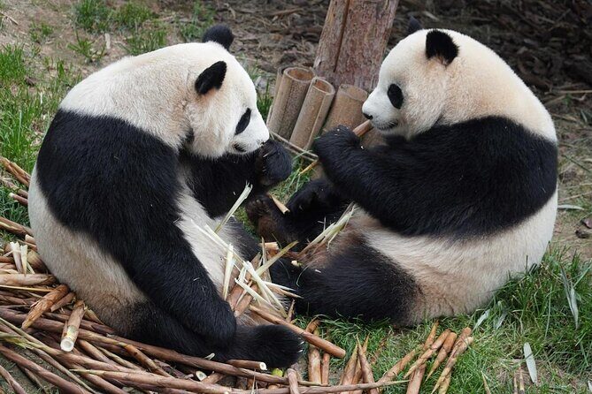 Dujiangyan/Wolong Panda Sanctuary day tour option panda keeper - The 7:00 AM Start and Private Car Setup That Saves Your Energy