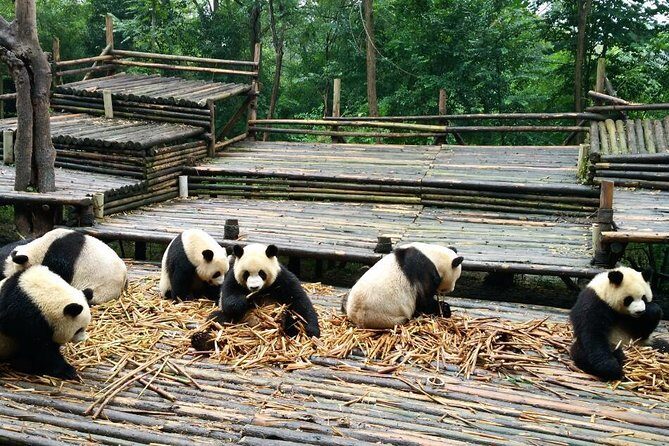 Everything Panda Private Day Tour in Chengdu - Getting Picked Up at 8:00 and Getting Straight to Panda Territory