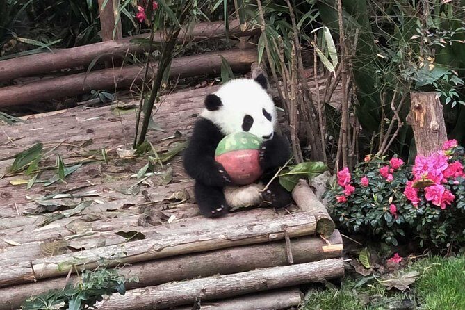 Everything Panda Private Day Tour in Chengdu - How to Plan Your Day for Best Panda Viewing