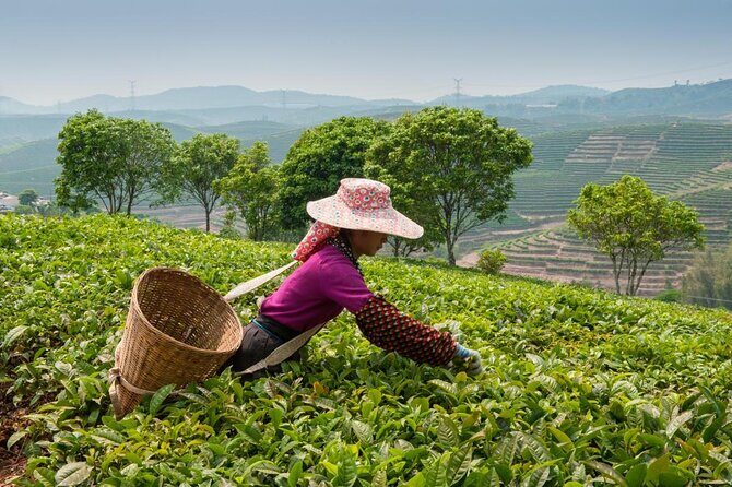 Experience Chengdu: Private Tea-Making Day Tour of Mengdingshan Tea Plantation - Tea terraces of Mt Mengding: what you’re actually seeing