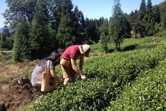 Experience Chengdu: Private Tea-Making Day Tour of Mengdingshan Tea Plantation - Price and value: does $240 per person make sense?