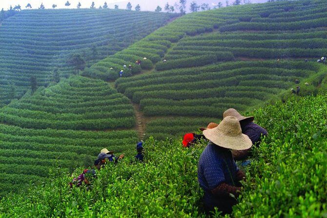 Experience Chengdu: Private Tea-Making Day Tour of Mengdingshan Tea Plantation - Chengdu pickup and the 6-to-8-hour rhythm