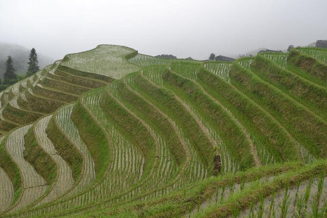 Fully-Guided Private Day Tour of Longji Terraces From Guilin - Food, Footwear, and Fitness: What to Expect on the Ground