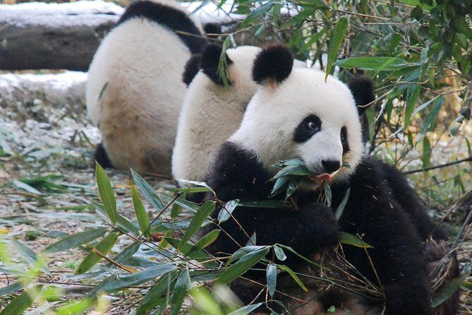 Giant Panda and Buddha 1 day tour - Why pairing Chengdu pandas with the Leshan Giant Buddha makes sense