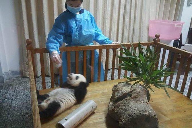 Giant Panda and Buddha 1 day tour - Panda Research Base (Xiongmao Jidi): your 2.5-hour window with real guidance