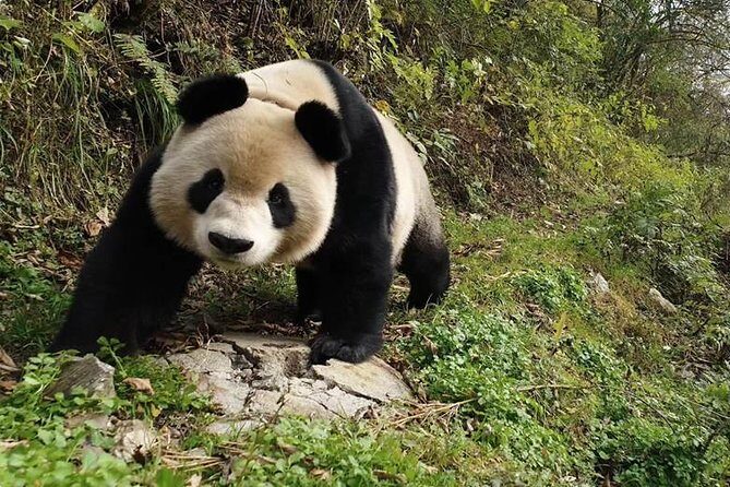 Giant Panda and Buddha 1 day tour - Lunch, timing, and photo strategy on a 9-hour schedule