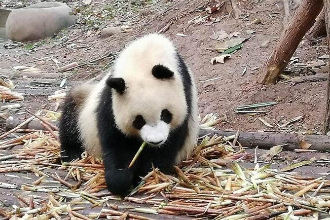 Giant Panda and Buddha 1 day tour - Price and value: what $173.34 covers, and why it can be fair