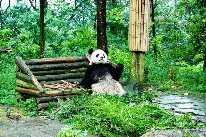 Giant Panda and Leshan Buddha Day Trip from Chengdu - Getting started: early pickup and a day that fits real life