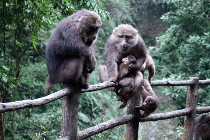 Golden Buddha & Cloud Sea: Emei Mountain Private Tour - Price and Value: Is $292 Worth It?