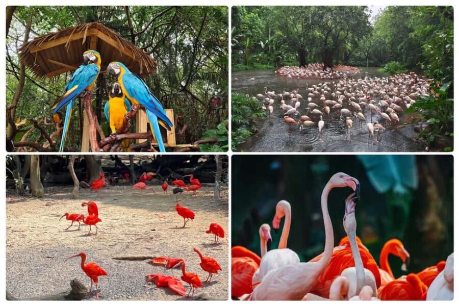 Guangzhou Chimelong: Safari Park/Paradise - Two Chimelong parks, one decision: rides or pandas