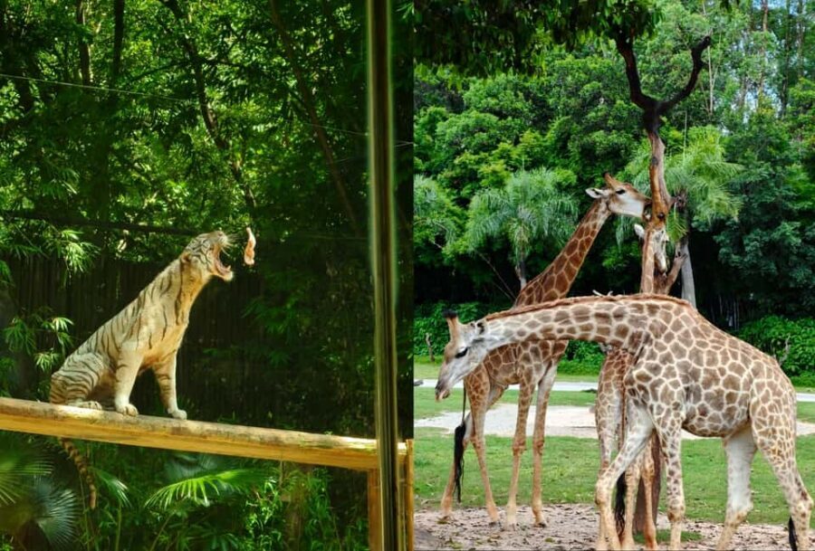 Guangzhou Chimelong: Safari Park/Paradise - Chimelong Paradise (10:00–18:00): coasters, family rides, and show time