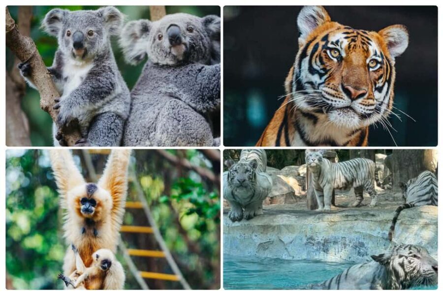 Guangzhou Chimelong: Safari Park/Paradise - Who this fits best (and who should skip)