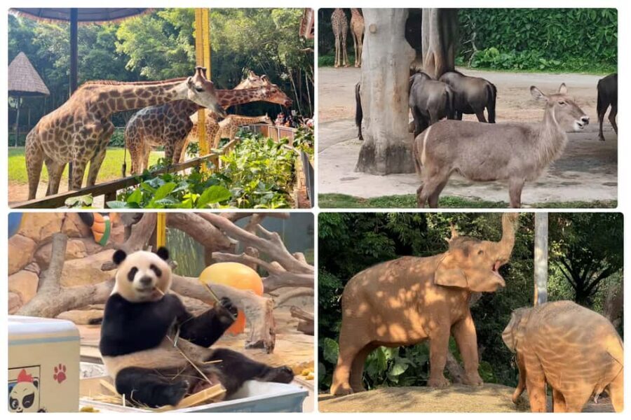 Guangzhou Chimelong: Safari Park/Paradise - Small details that change your day: walking, visibility, and ride comfort