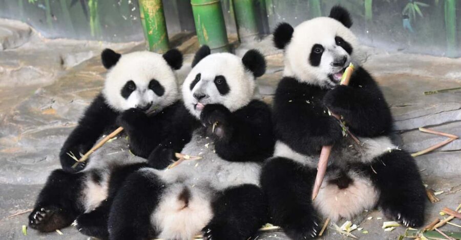 Guangzhou Chimelong: Safari Park/Paradise - Getting there: Metro access, passport pickup, and where tickets are collected
