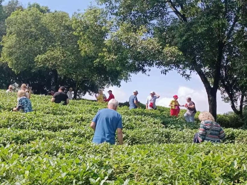 Guilin: City Tour with Elephant Hill & Ming Tea Tasting - Yao Mountain Ming Tea Garden: Tour, Learn, Taste Green Tea Fresh