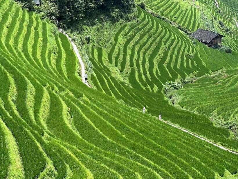 Guilin: Day tour of Longji Rice Terraces and Yangshuo - JinKeng terrace fields: DaZhai and TianTou higher up