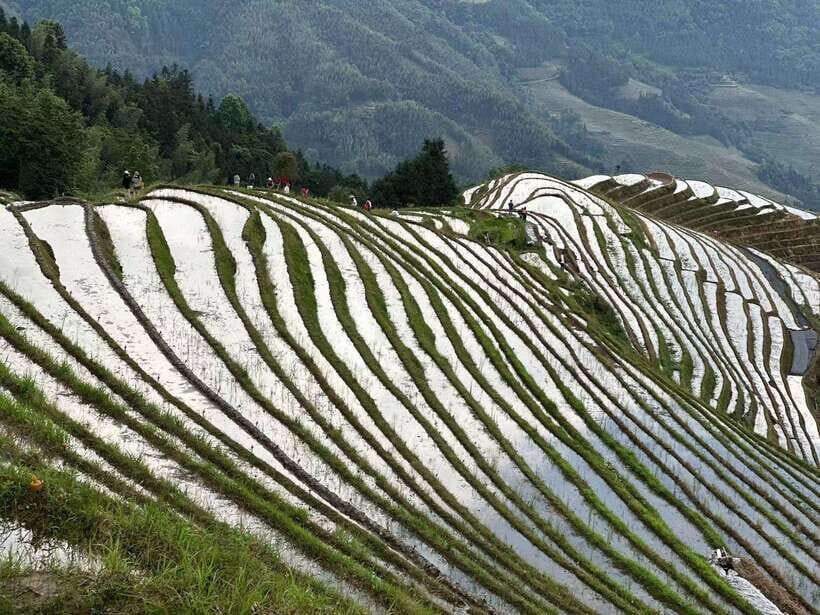 Guilin: Day tour of Longji Rice Terraces and Yangshuo - Private guide and car logistics: pick-up, drop-off, and the timing trick