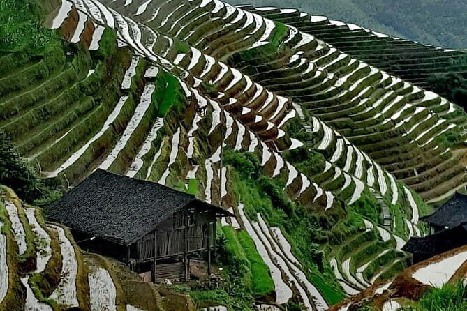 Guilin Reed Flute Cave and Longji Rice Terraces Private Day Tour - Reed Flute Cave (Ludi Yan): the illuminated stone gallery
