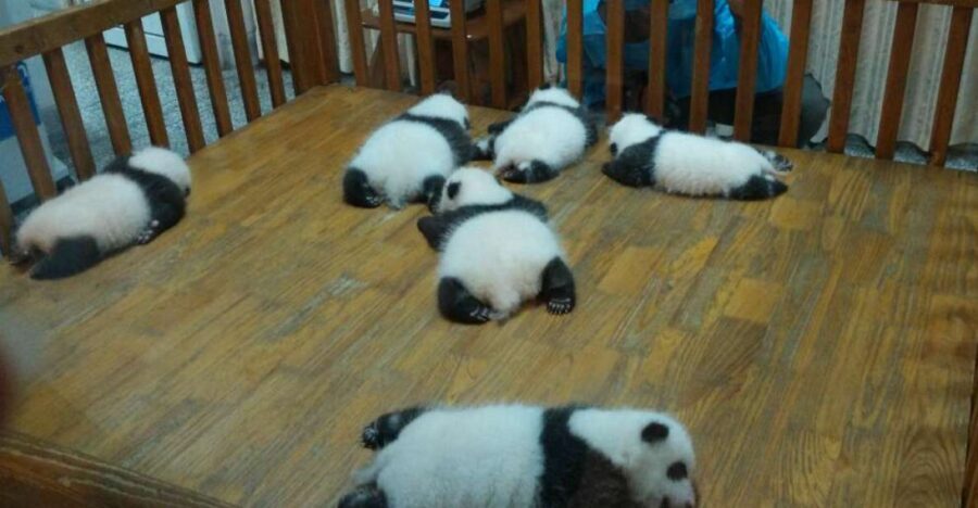 Half Day Amazing Chengdu Panda Base Trip - Entering the sanctuary: what you’ll see during the walking loop