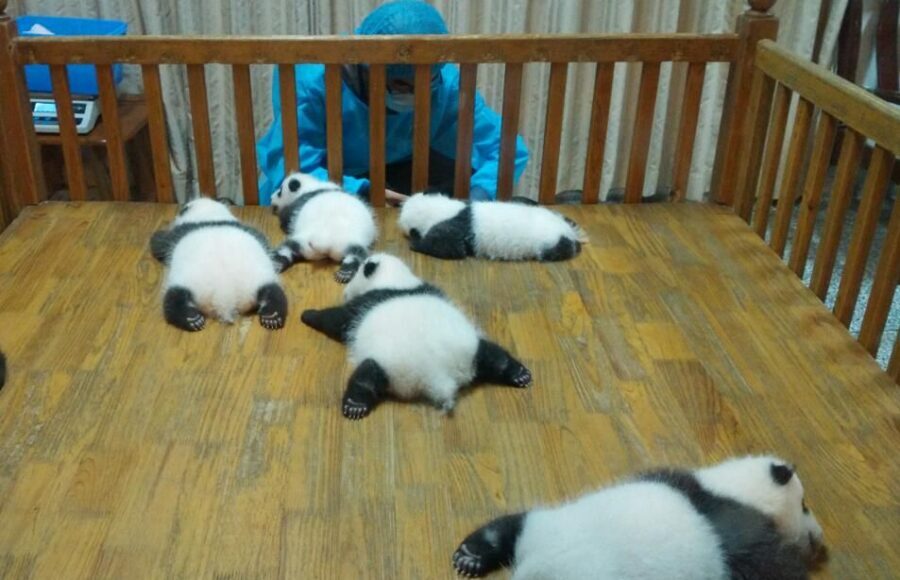 Half Day Amazing Chengdu Panda Base Trip - English-speaking guide time: VIP pace and better context