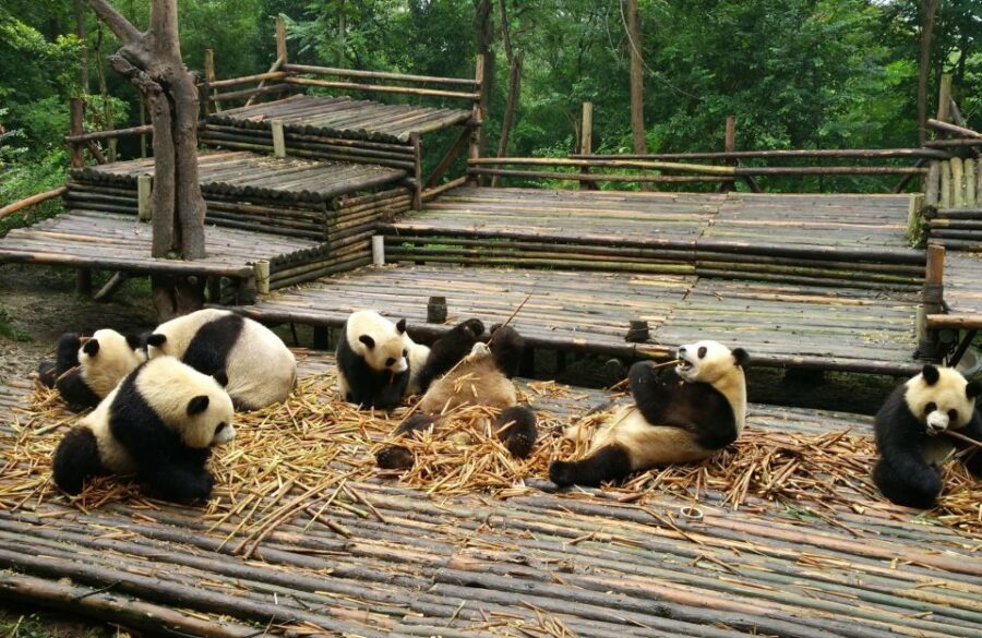 Half Day Amazing Chengdu Panda Base Trip - What the 4-hour format gets right (and where it can feel tight)