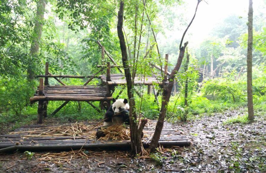 Half Day Amazing Chengdu Panda Base Trip - What to bring and how to get the most from your panda window