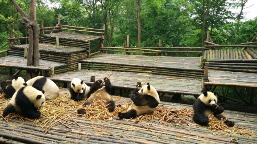 Half Day Amazing Chengdu Panda Base Trip - Where this tour fits best in your Chengdu trip