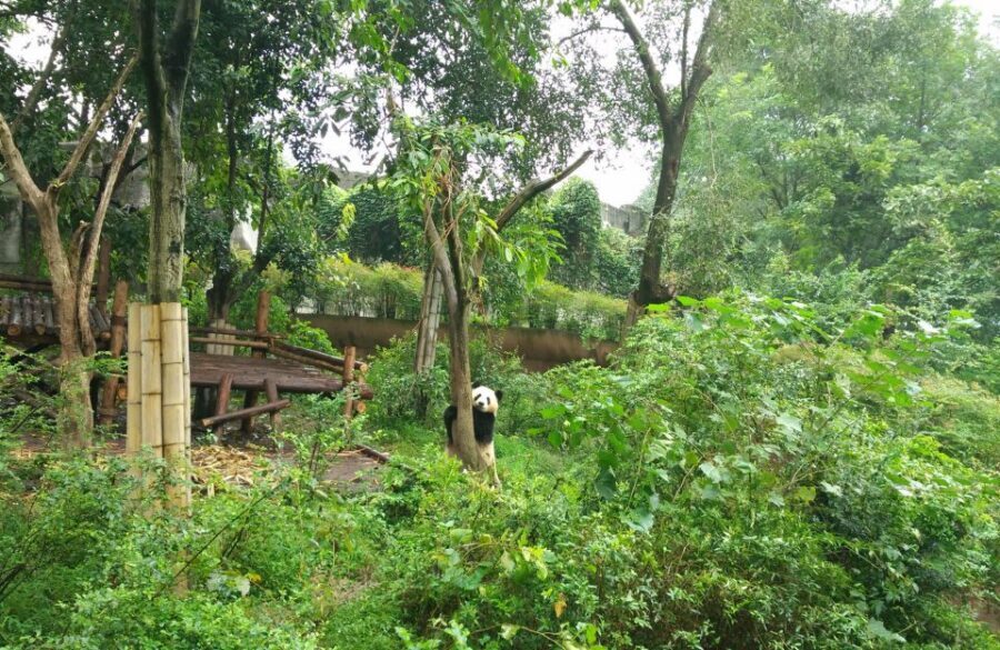 Half Day Amazing Chengdu Panda Base Trip - Your Chengdu hotel pickup to Panda Base, done the easy way