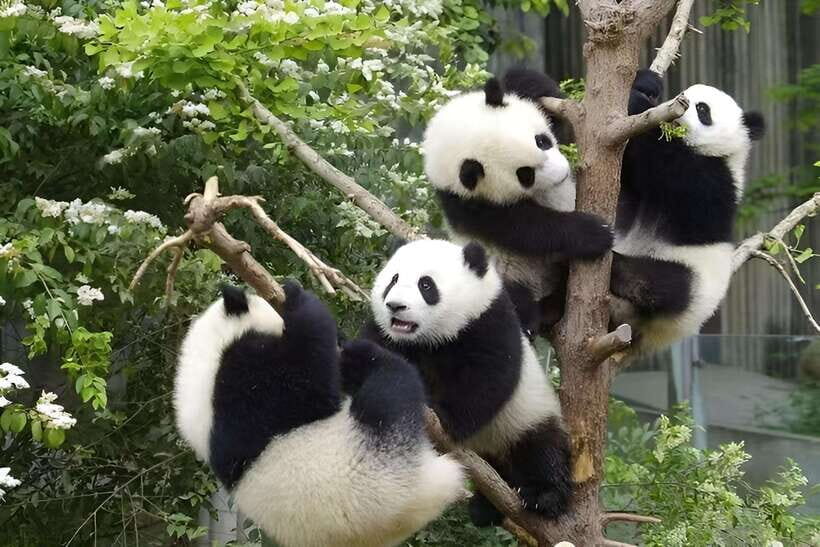 Half day small group tour to Chengdu Panda Breeding Center - Chengdu Panda Breeding Center: 3 hours of real panda behavior