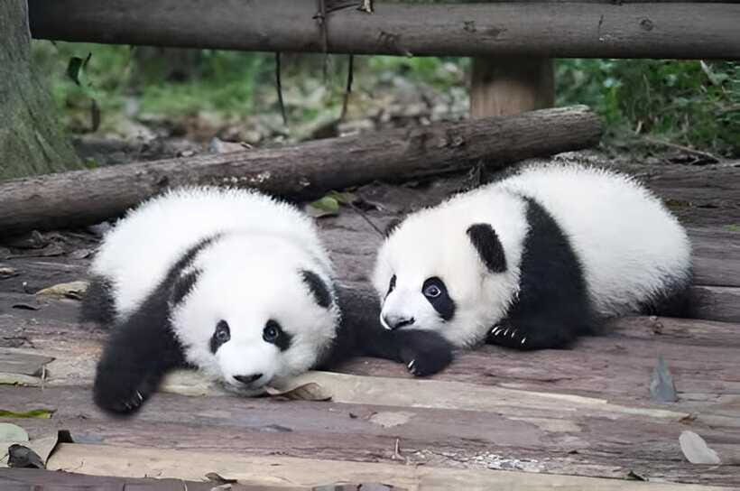 Half day small group tour to Chengdu Panda Breeding Center - Who this tour suits best (and who might rethink it)