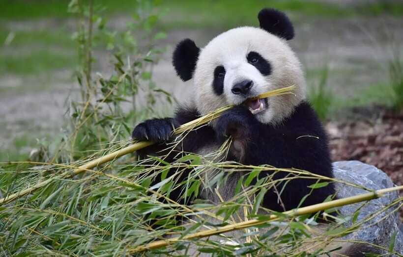 Half day small group tour to Chengdu Panda Breeding Center - FAQ