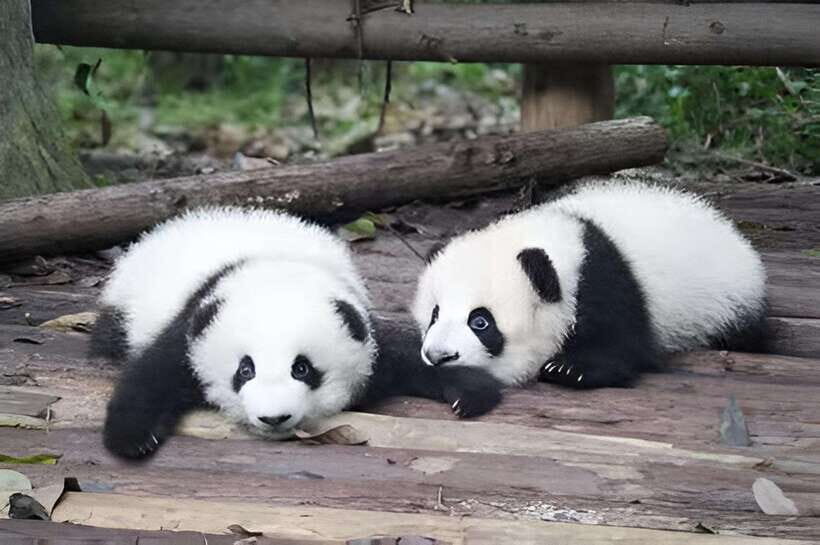 Half day small group tour to Chengdu Panda Breeding Center - When you might spot newborns in the panda nursery