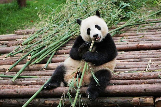 Half-Day Tour at Chengdu Panda Breeding Research Base - How the 3–4 hour panda schedule stays friendly